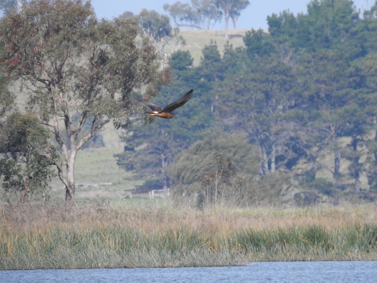 Swamp Harrier - Ana de Joux