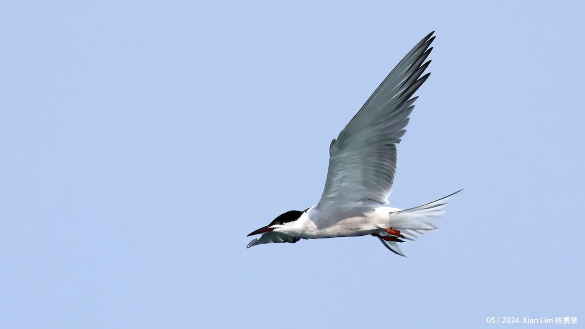 Common Tern - Lim Ying Hien
