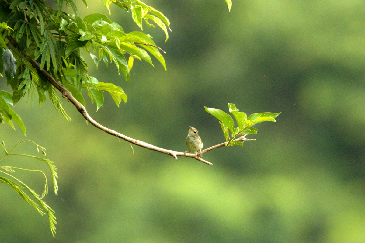 Green Warbler - Sathish Ramamoorthy