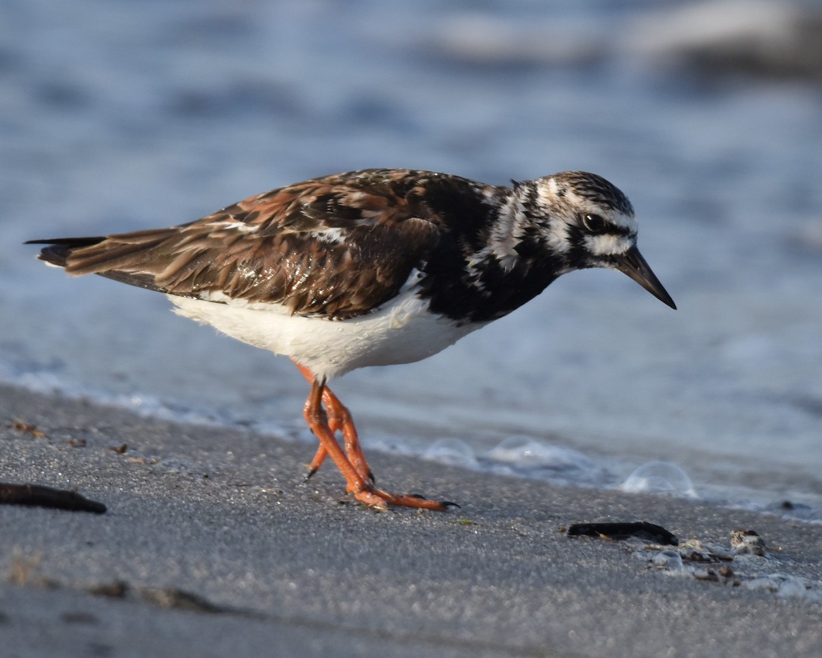 Ruddy Turnstone - Lynn Kohler