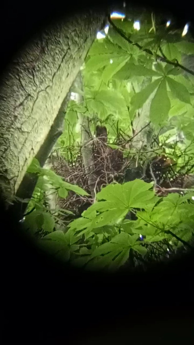 Eurasian Sparrowhawk - Laurent Pascual-Le Tallec