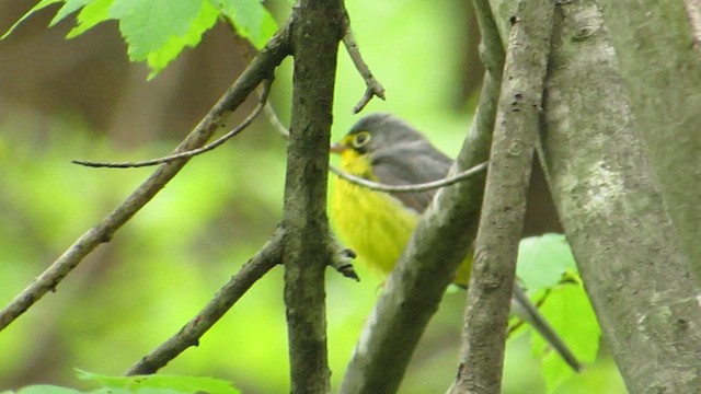 Paruline du Canada - ML619386656