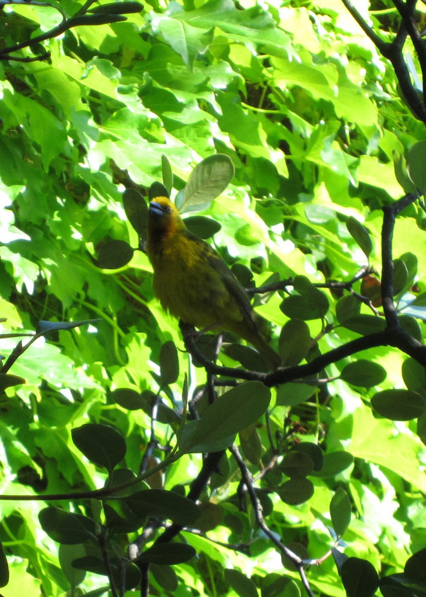 Cape Weaver - Tim Harrop