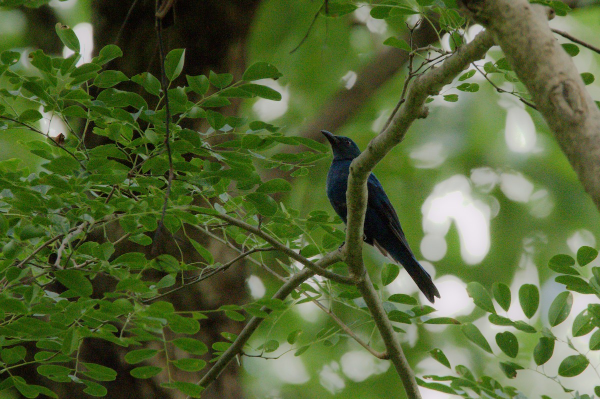 Asian Fairy-bluebird - Sathish Ramamoorthy