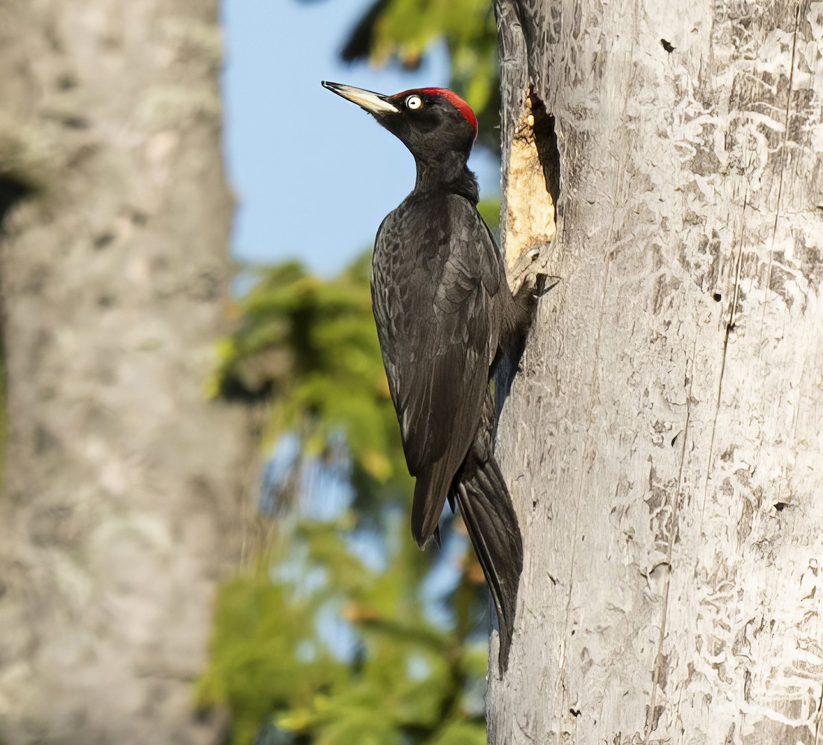 Black Woodpecker - ANASTASIYA SAMOKHINA