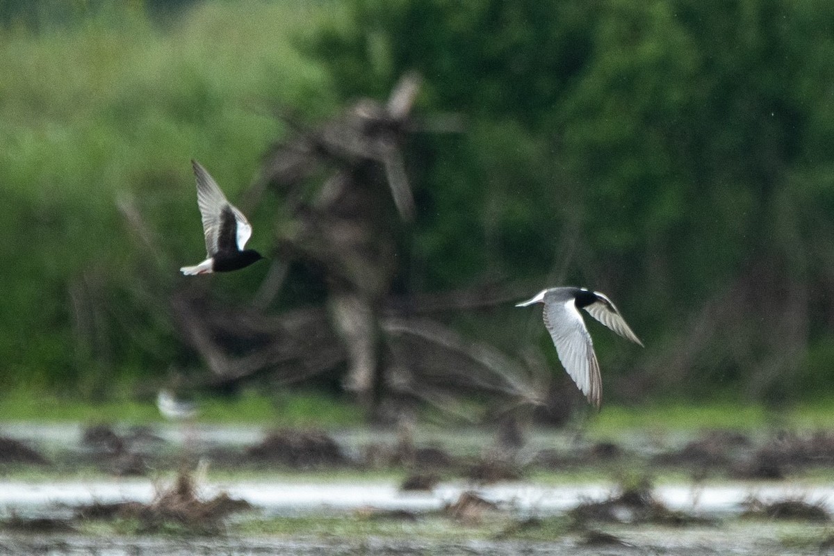 White-winged Tern - Federico Bianco