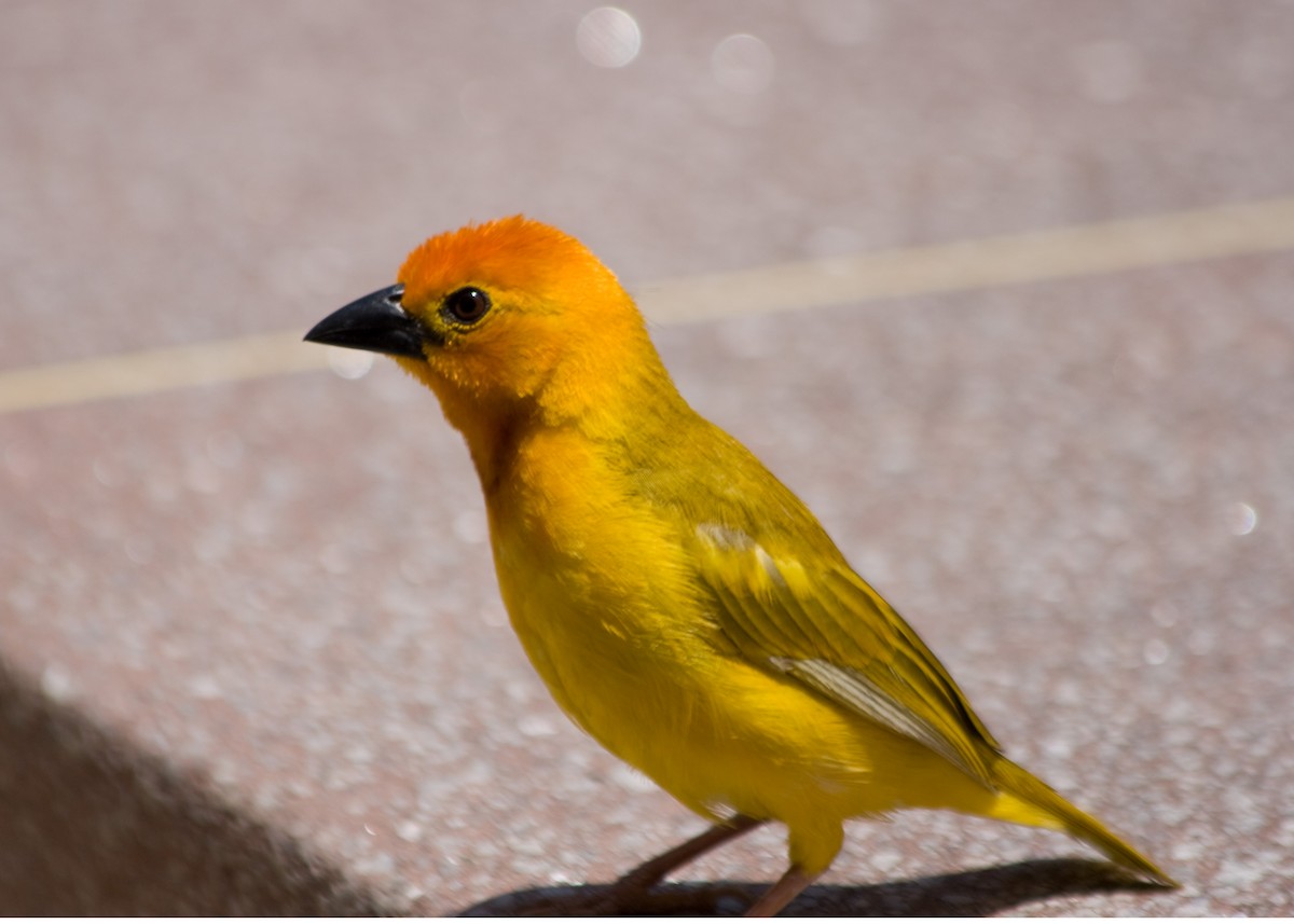 Golden Palm Weaver - Tim Harrop