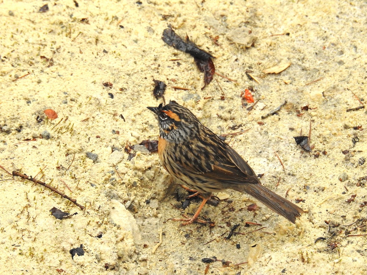 Rufous-breasted Accentor - Oliver Tan