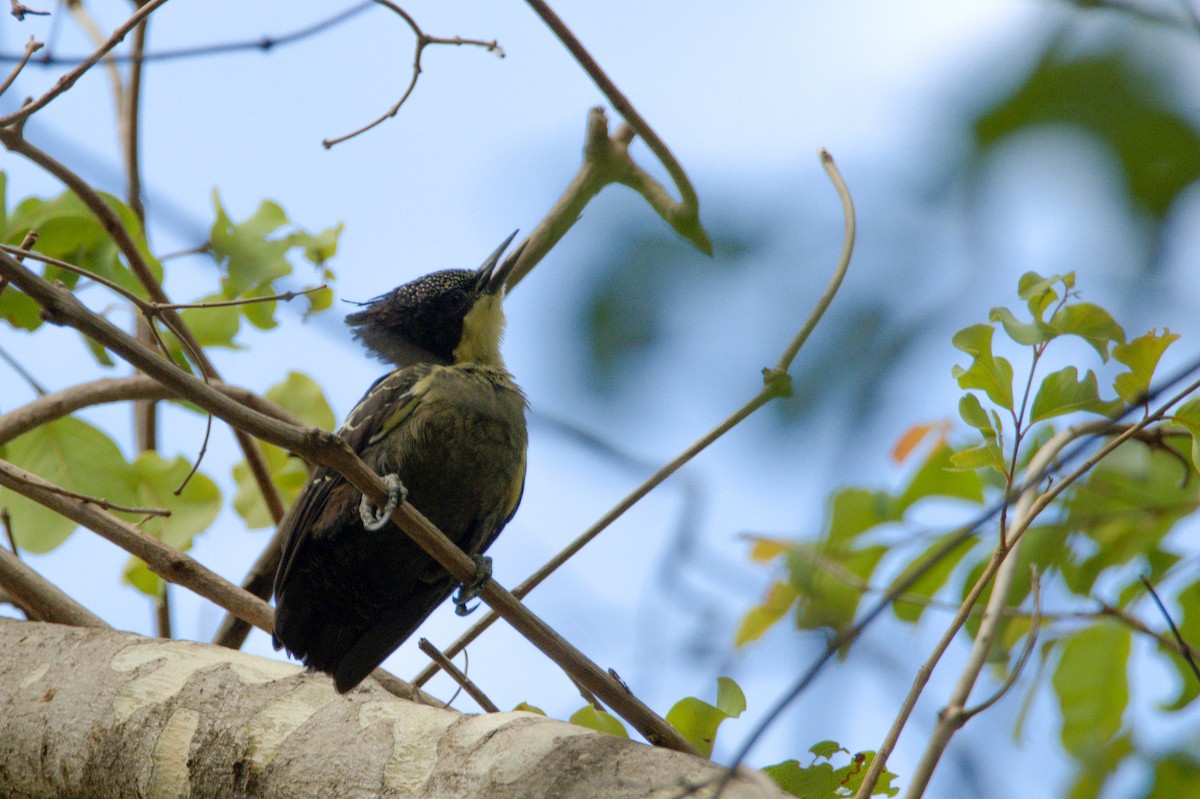 Heart-spotted Woodpecker - Sathish Ramamoorthy