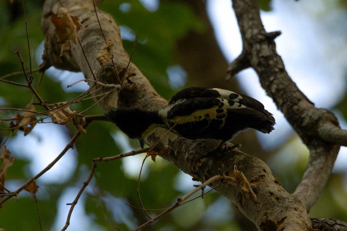 Heart-spotted Woodpecker - Sathish Ramamoorthy