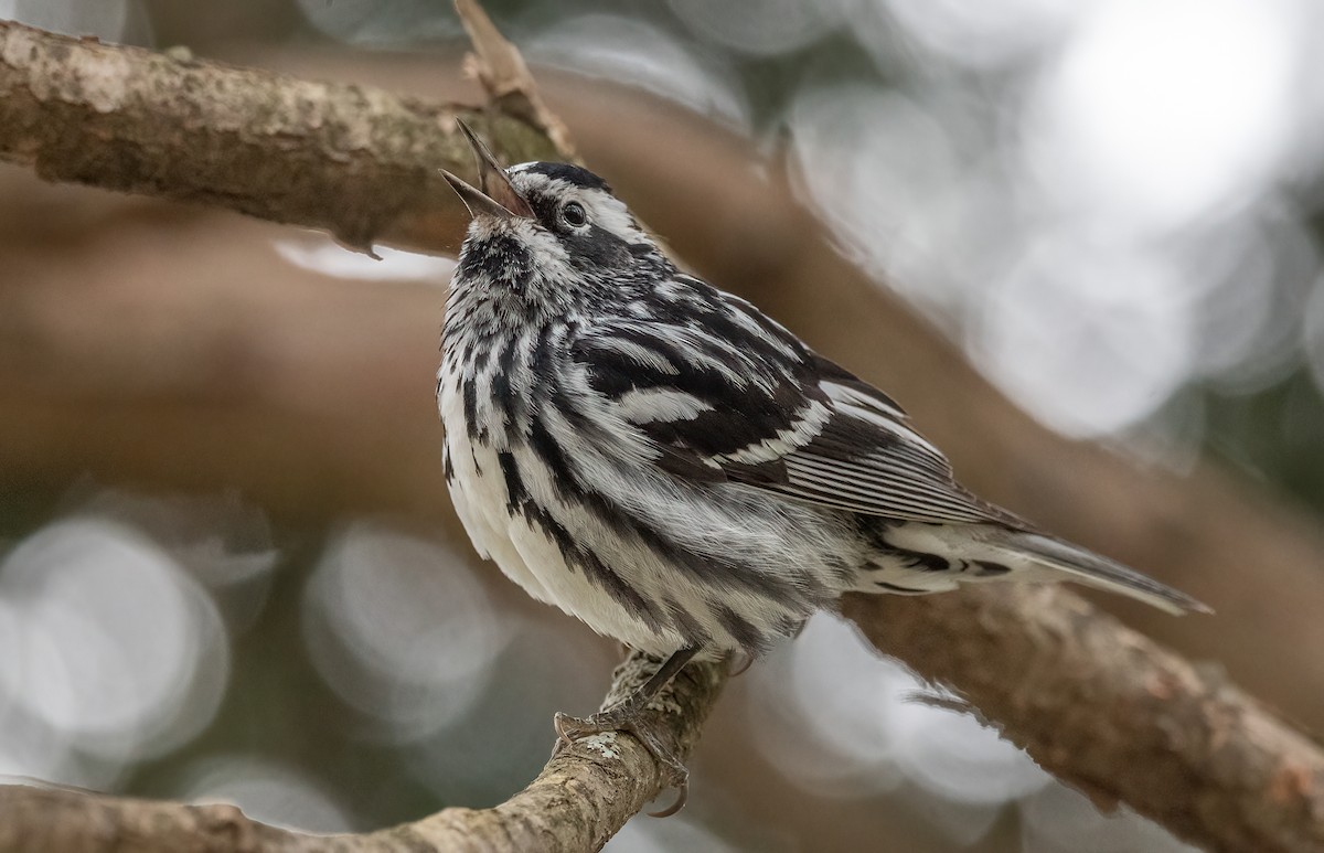 Black-and-white Warbler - Annie Lavoie