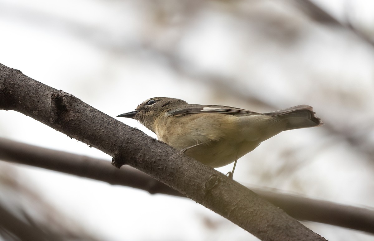 Black-throated Blue Warbler - Annie Lavoie