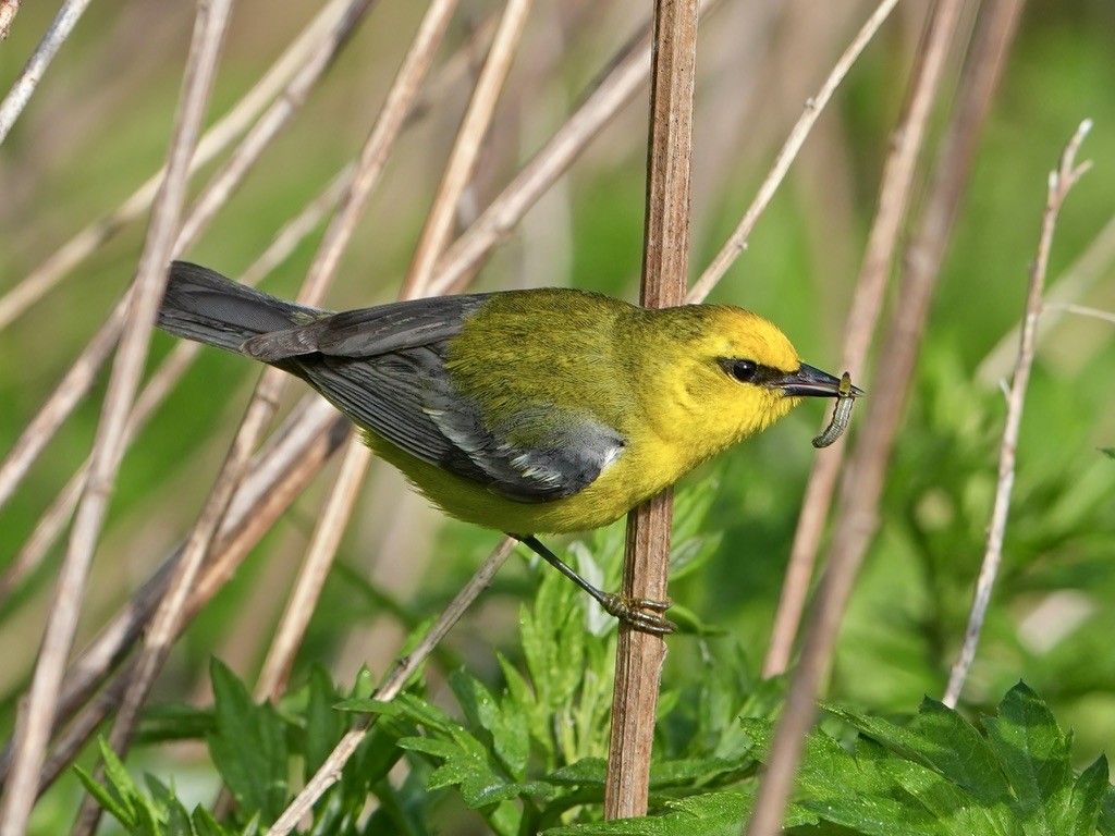 Blue-winged Warbler - Troy Gorodess