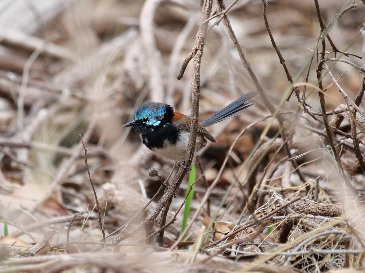 Red-winged Fairywren - ML619386770