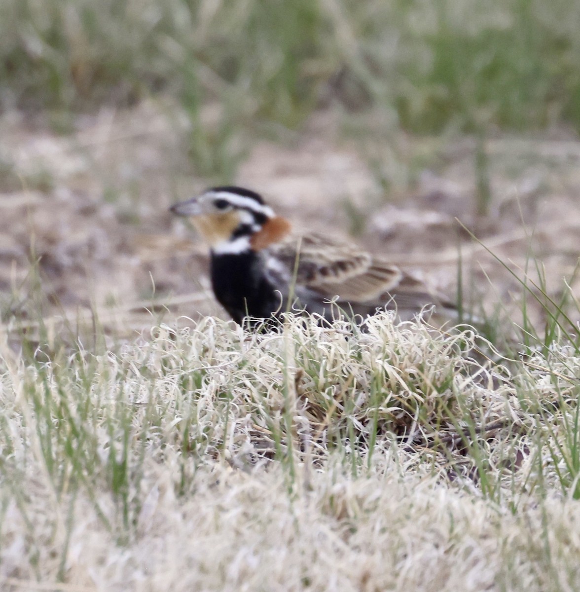 Chestnut-collared Longspur - Cheryl Rosenfeld