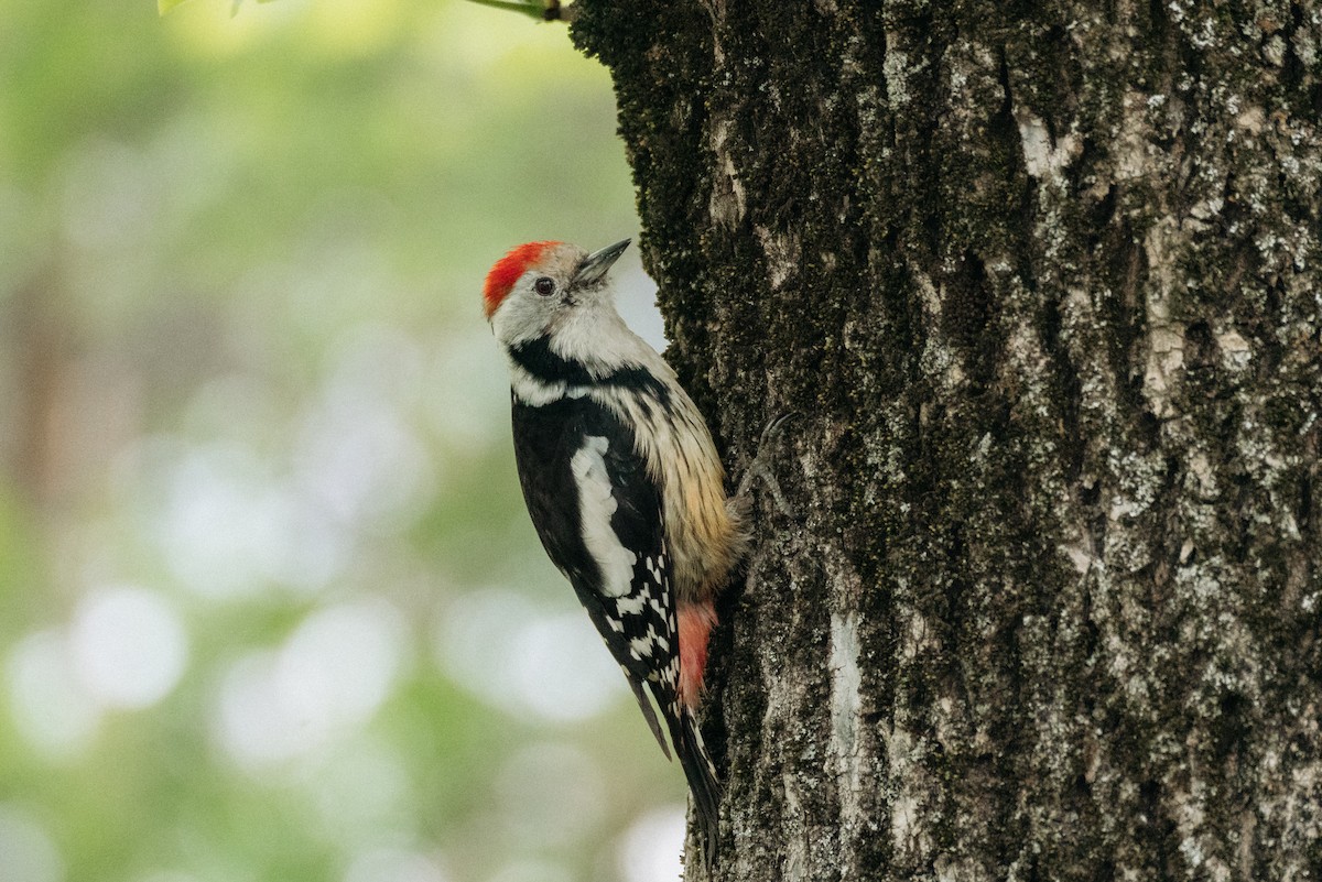 Middle Spotted Woodpecker - Natalie Statsenko