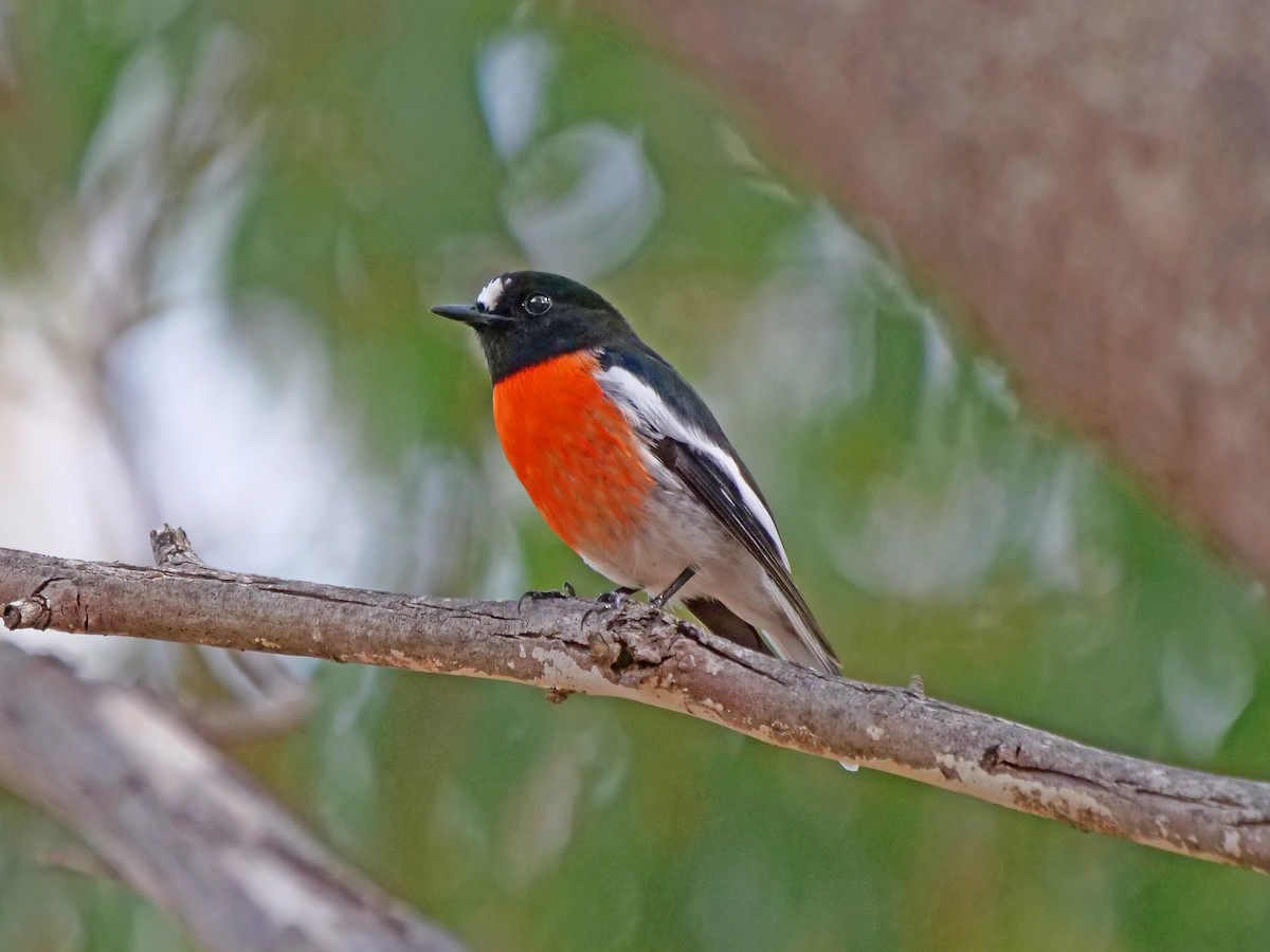 Scarlet Robin - Gerald Allen