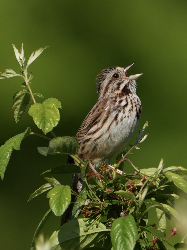 Song Sparrow - Troy Gorodess