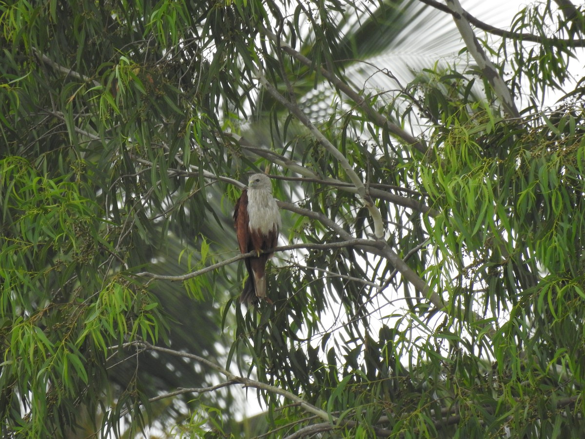 Brahminy Kite - Sudhanva Jahagirdar