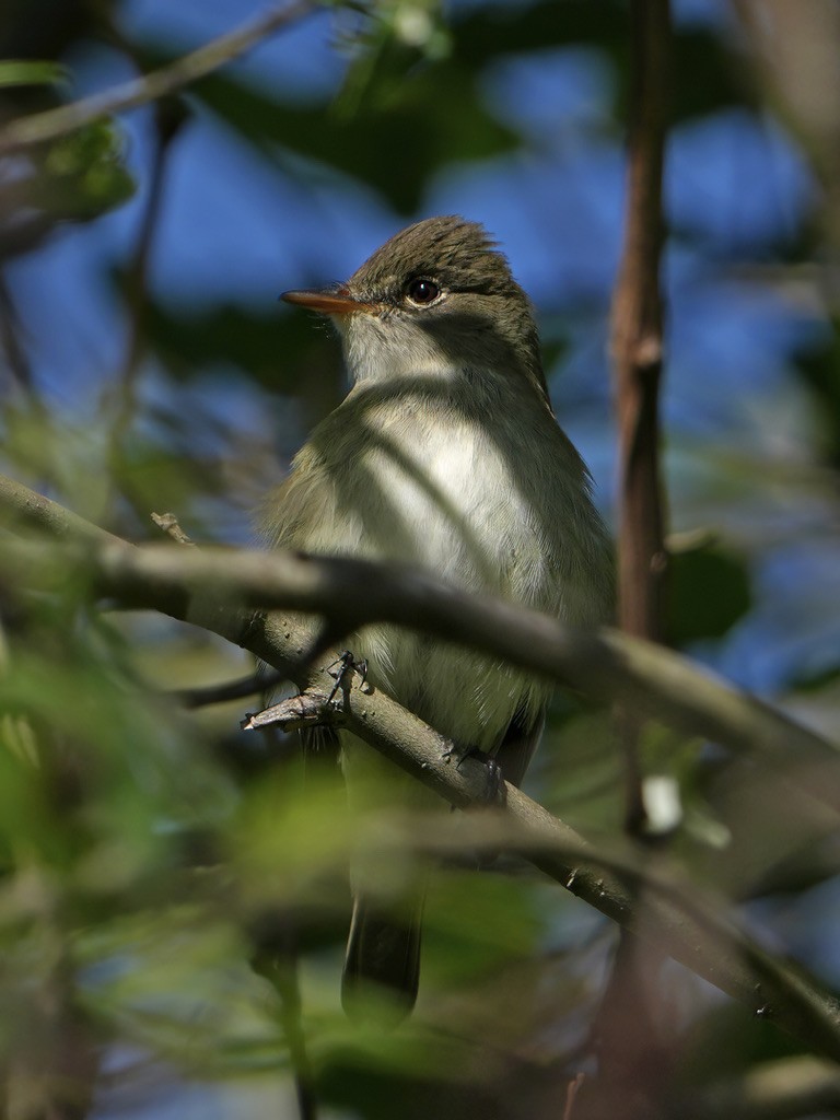 Alder Flycatcher - Troy Gorodess