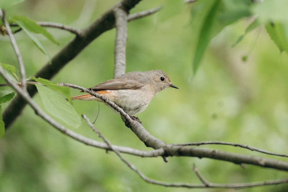 Common Redstart - Natalie Statsenko