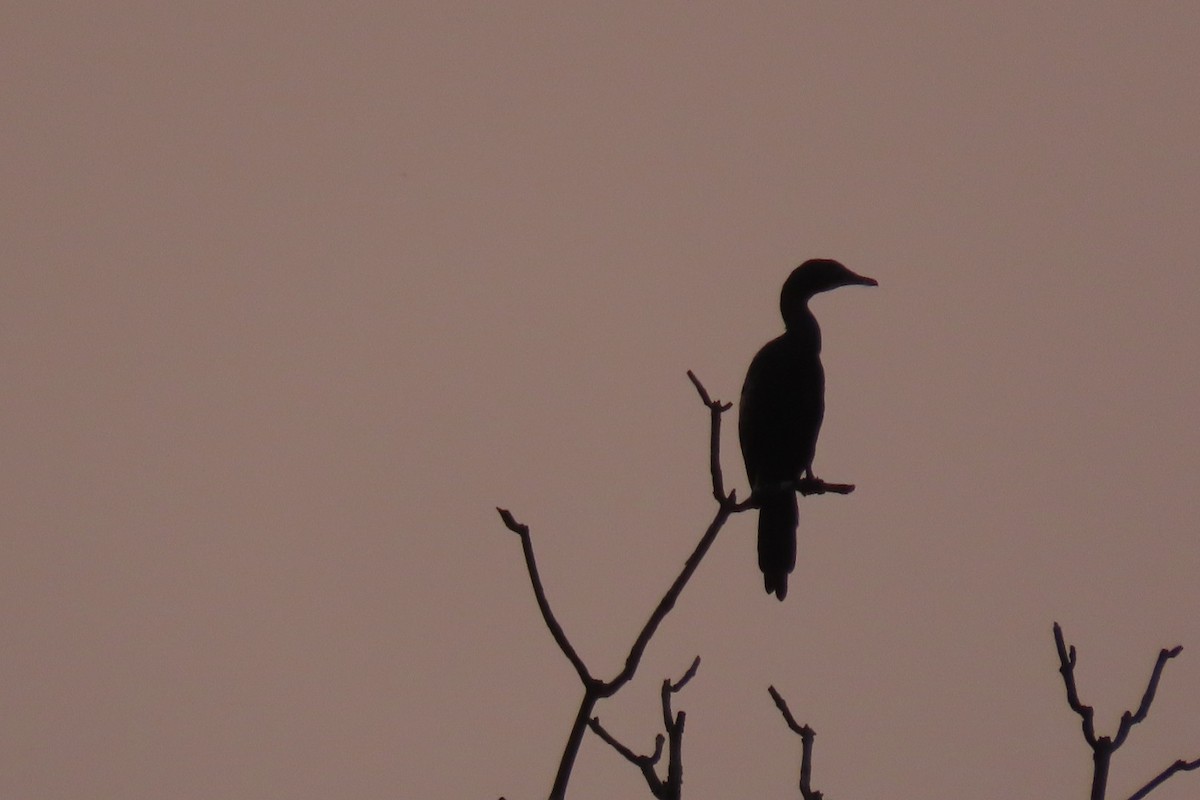 Little Cormorant - Chitra Ingole