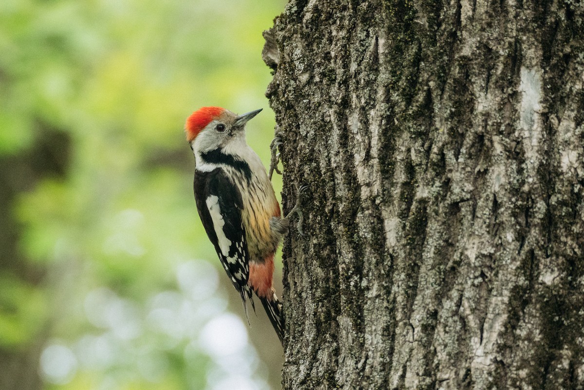 Middle Spotted Woodpecker - Natalie Statsenko