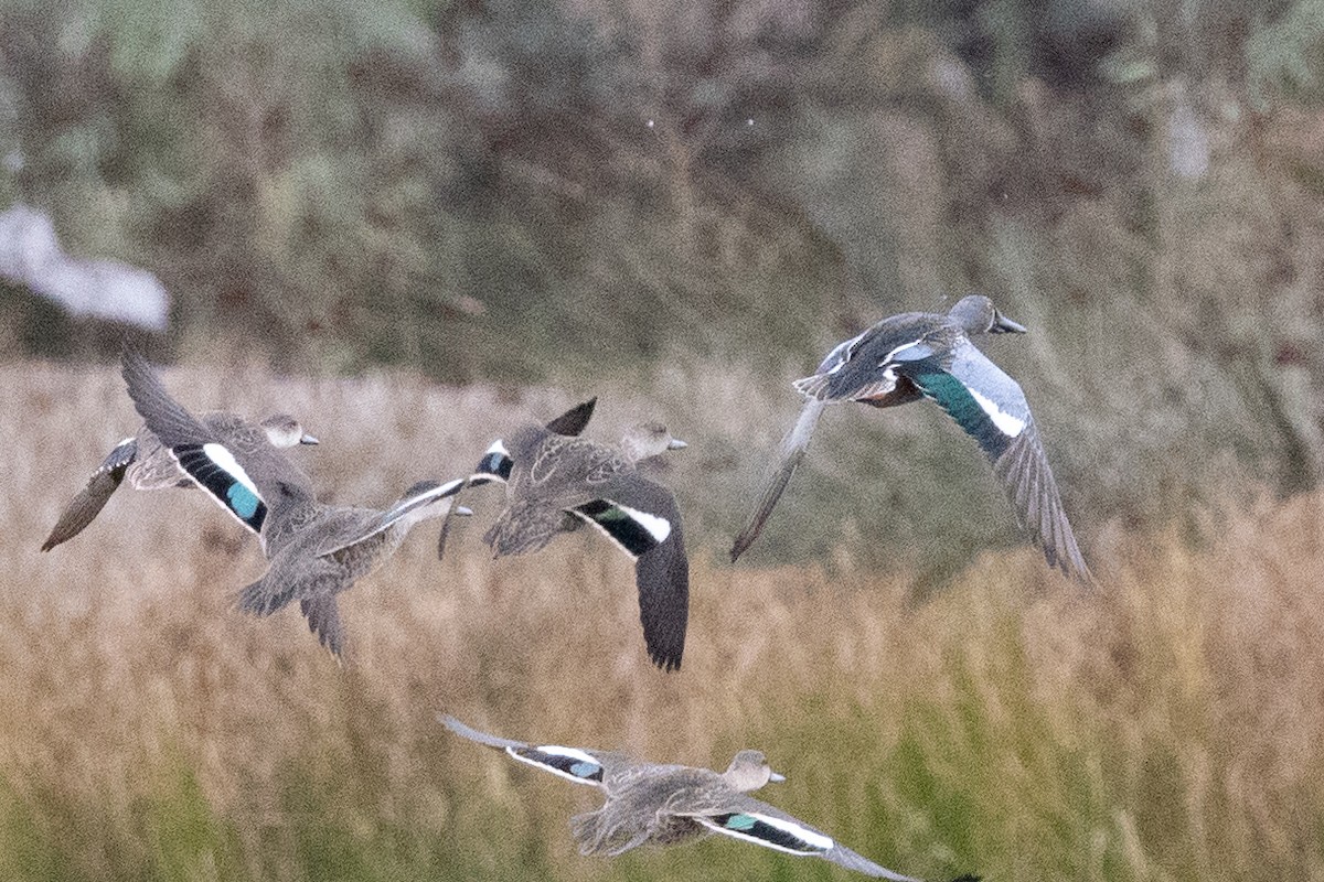 Australasian Shoveler - Richard and Margaret Alcorn