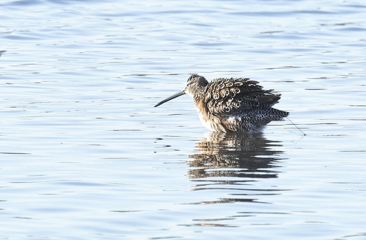 Long-billed Dowitcher - ML619386858