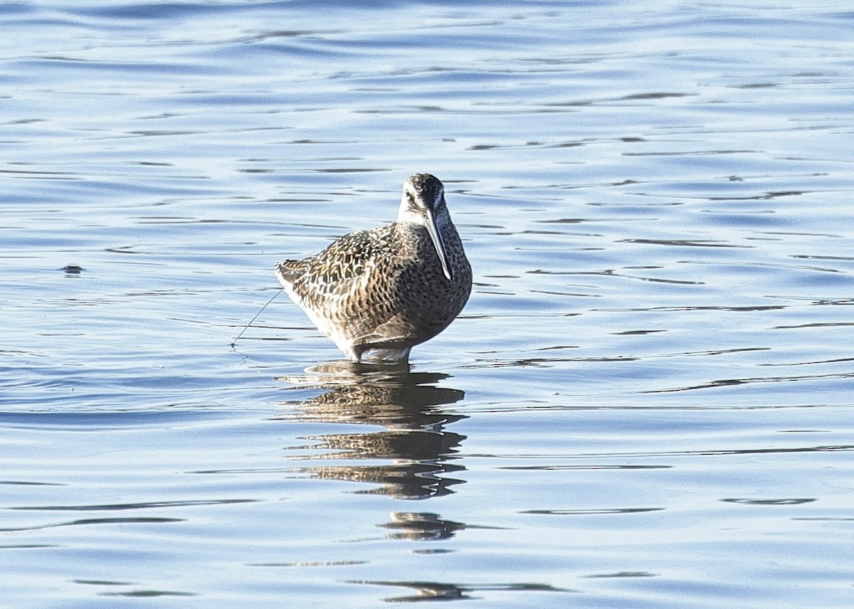 Long-billed Dowitcher - ML619386860
