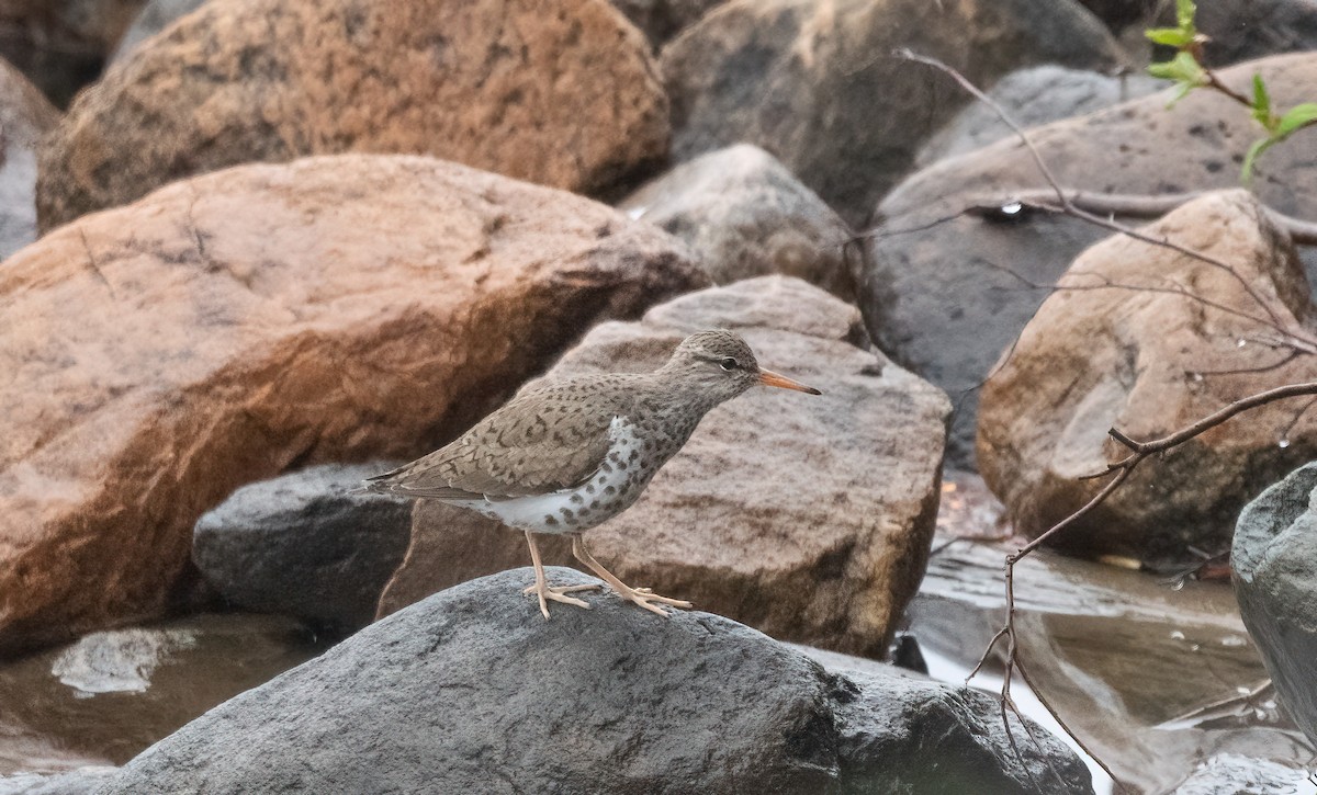 Spotted Sandpiper - Annie Lavoie