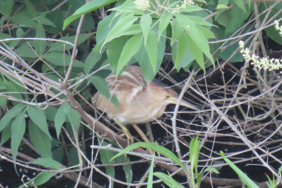 Yellow Bittern - Chitra Ingole