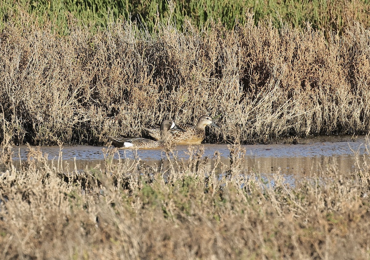 Blue-winged Teal - ML619386875