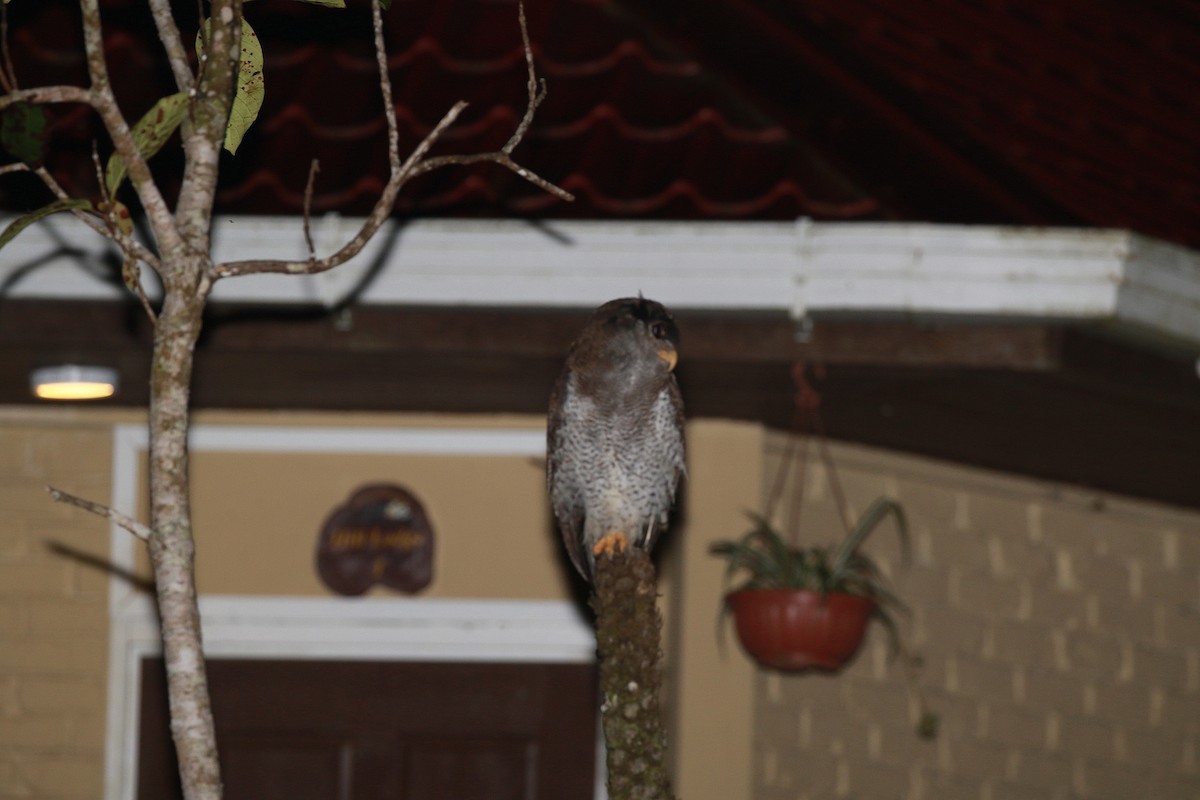 Barred Eagle-Owl - Neil Osborne