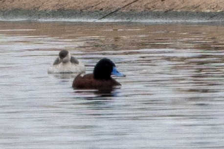 Blue-billed Duck - Richard and Margaret Alcorn