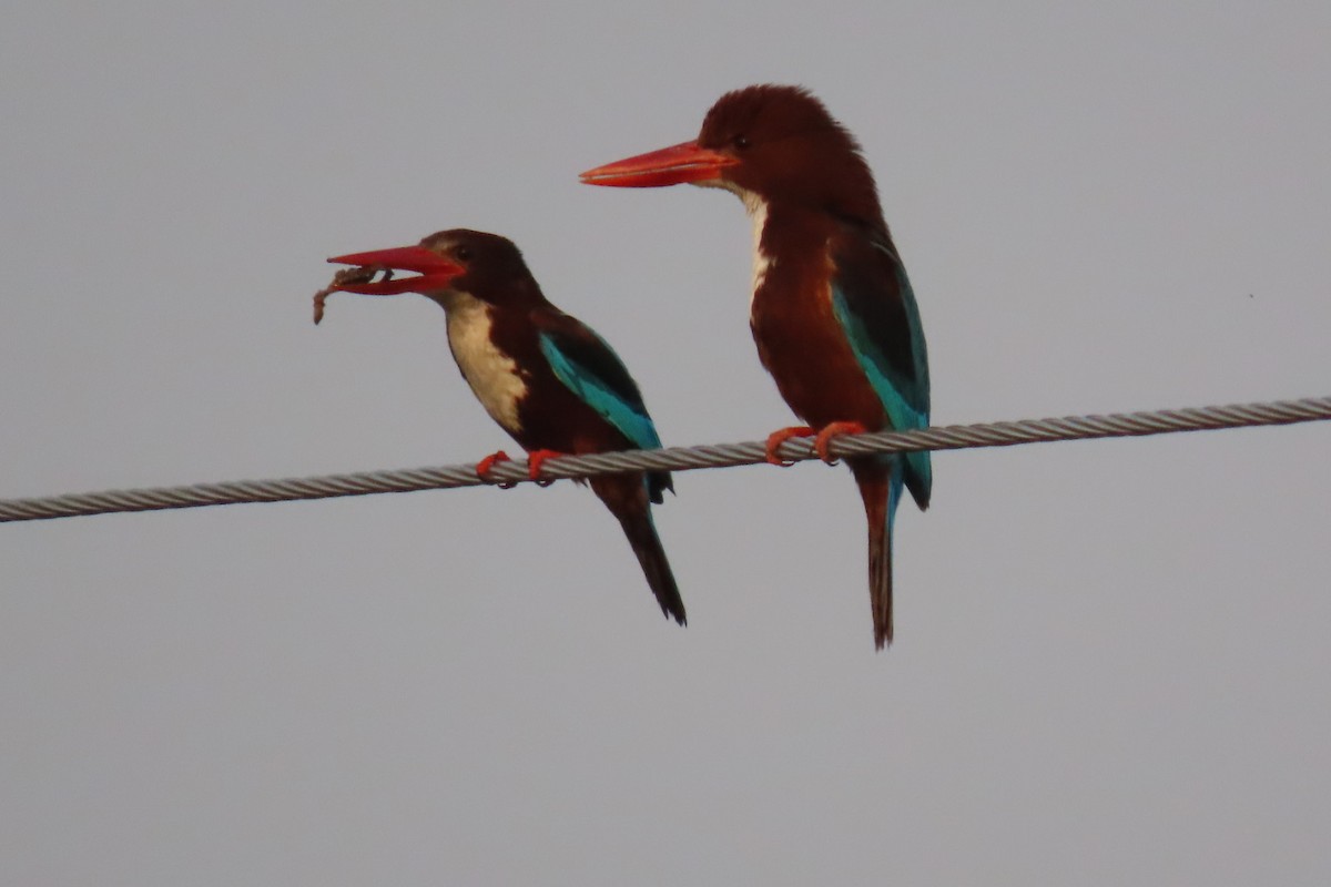 White-throated Kingfisher - Chitra Ingole