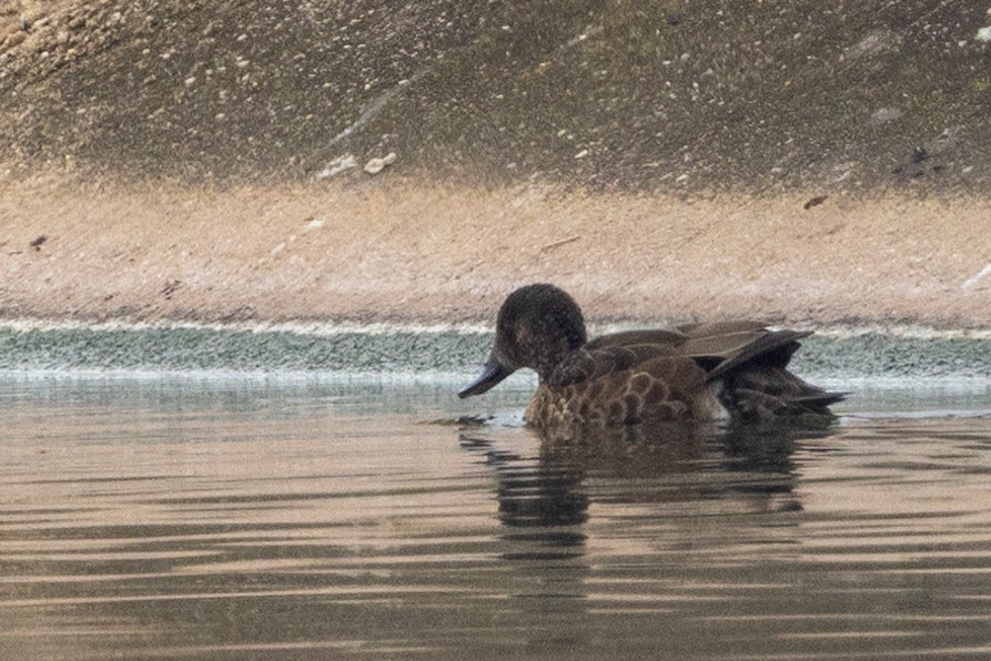 Australasian Shoveler - Richard and Margaret Alcorn