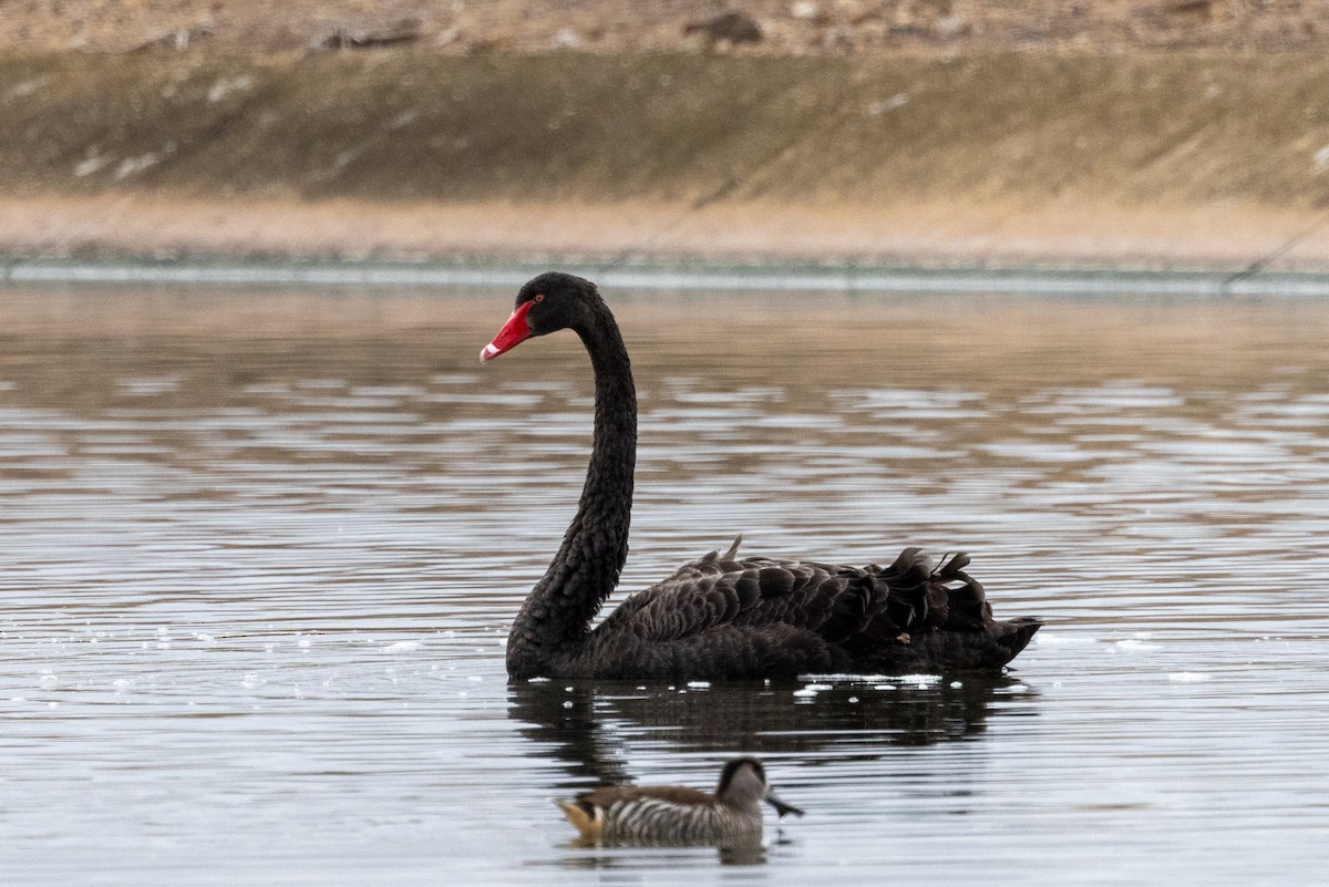 Black Swan - Richard and Margaret Alcorn