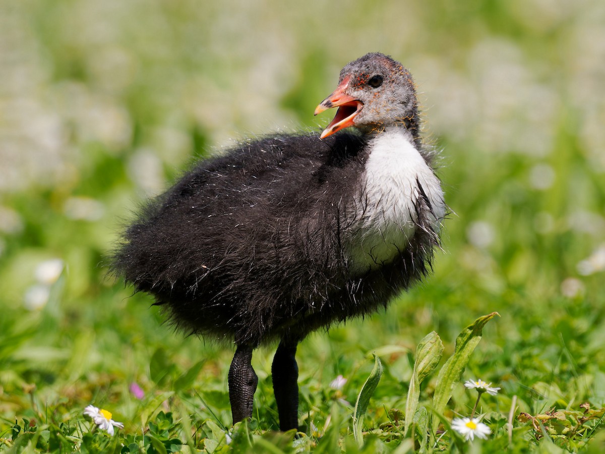 Eurasian Coot - ML619386909