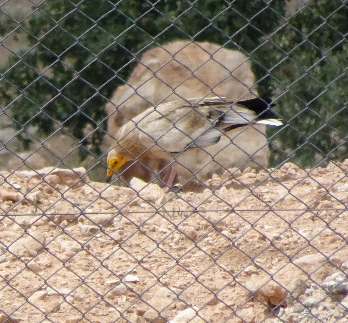 Egyptian Vulture - Kevin Pearce