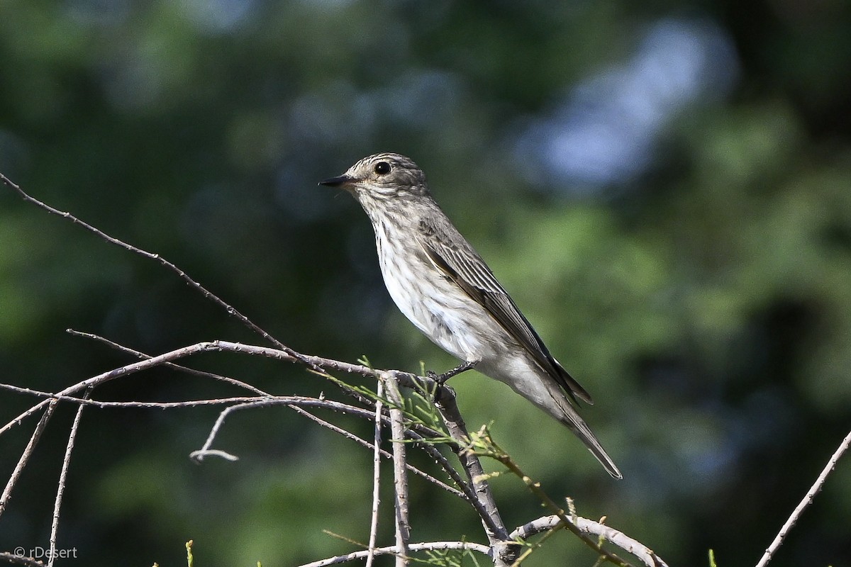 Spotted Flycatcher - Anonymous