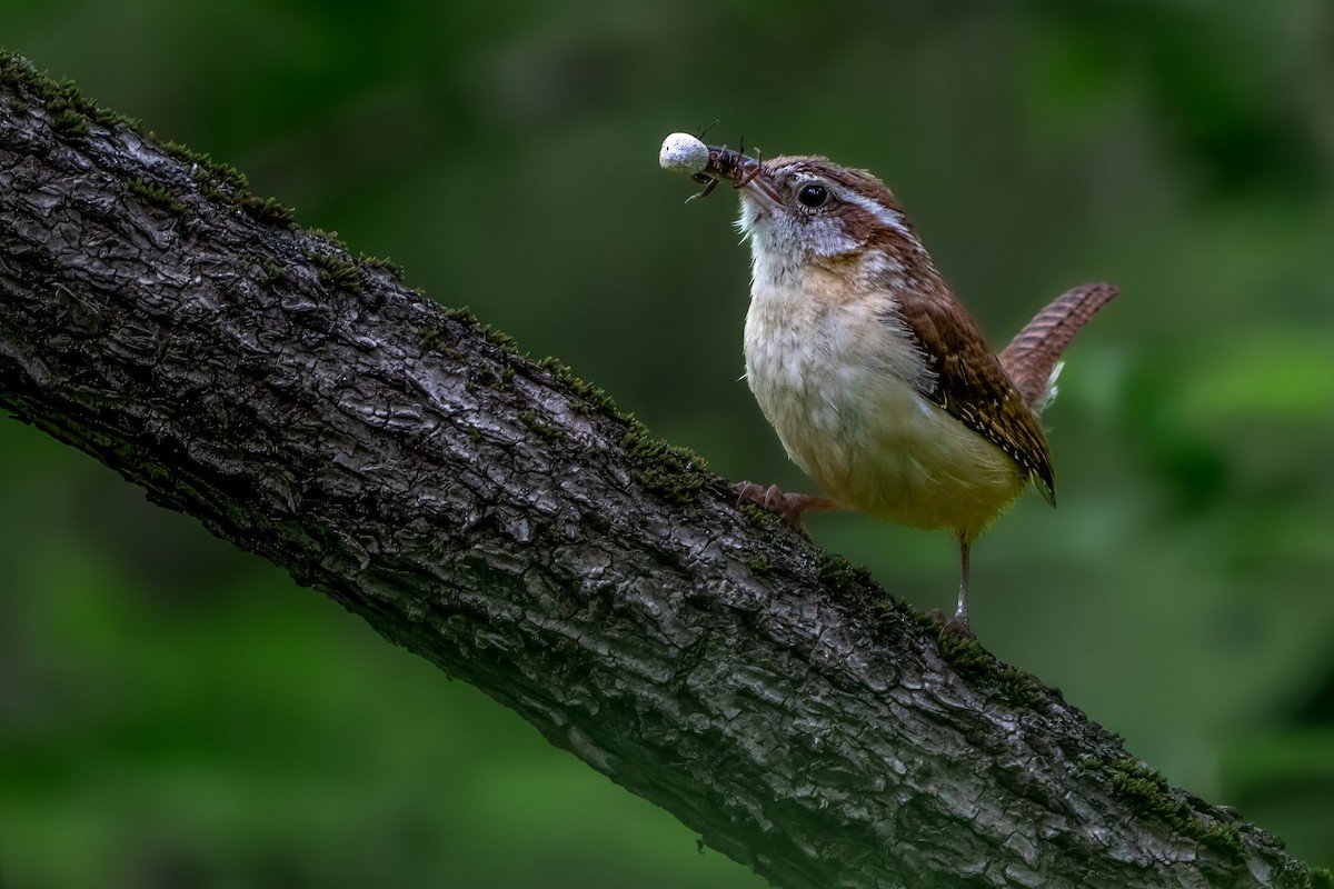 Carolina Wren - Ashley Pichon