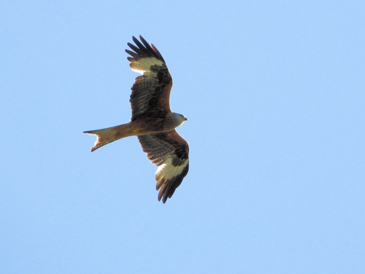 Red Kite - Martin Rheinheimer