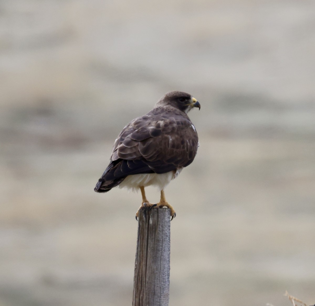 Swainson's Hawk - Cheryl Rosenfeld