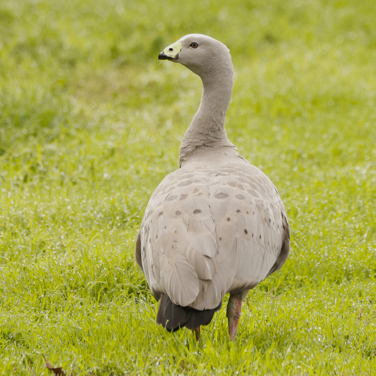 Cape Barren Goose - ML619386978