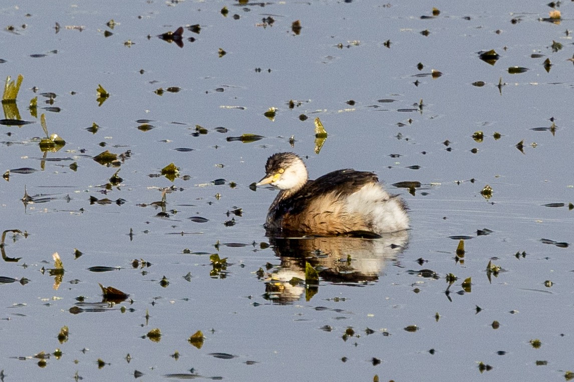 Australasian Grebe - Richard and Margaret Alcorn