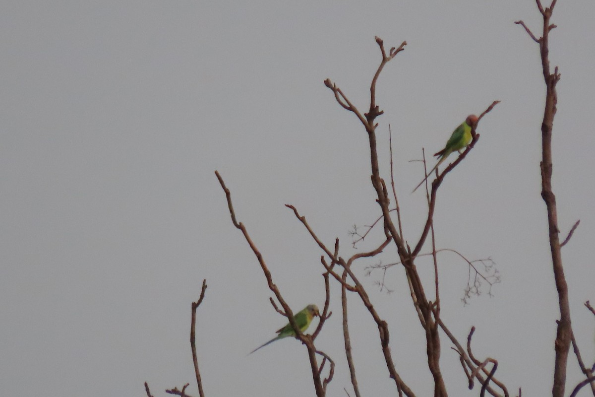 Plum-headed Parakeet - Chitra Ingole