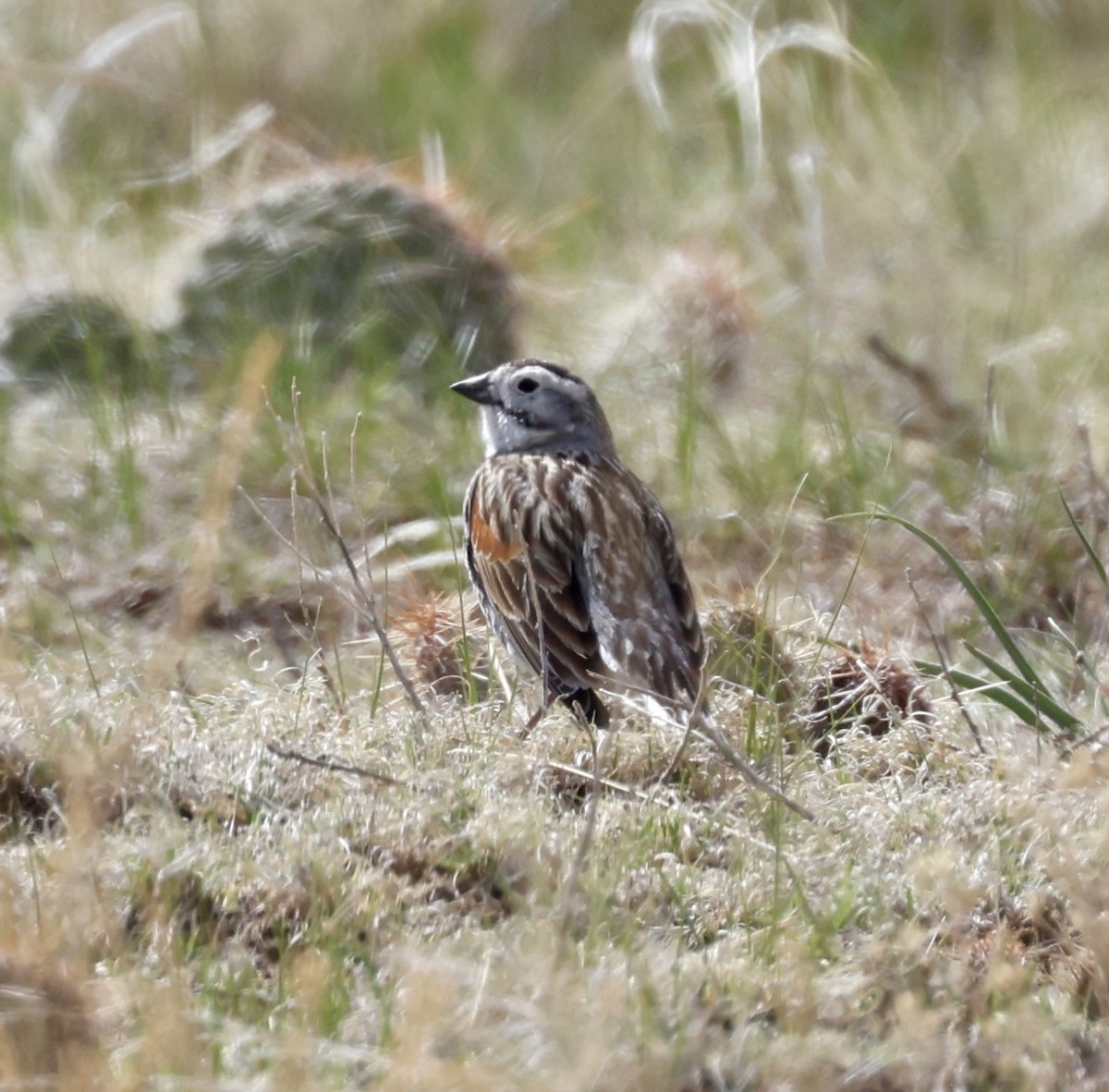 Thick-billed Longspur - Cheryl Rosenfeld