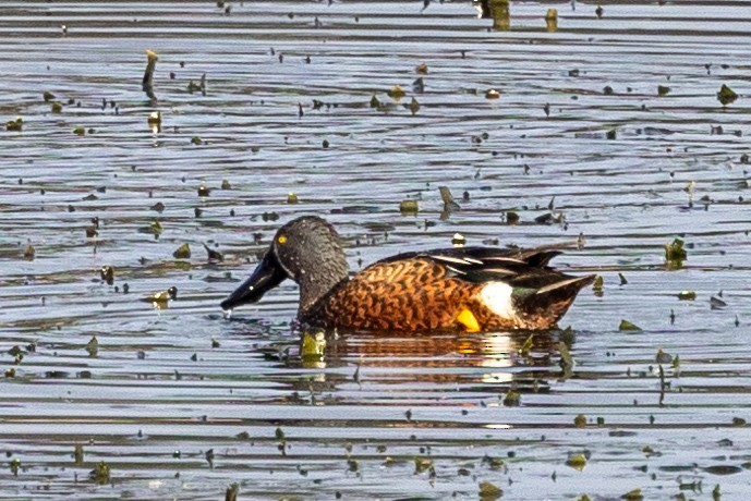 Australasian Shoveler - Richard and Margaret Alcorn