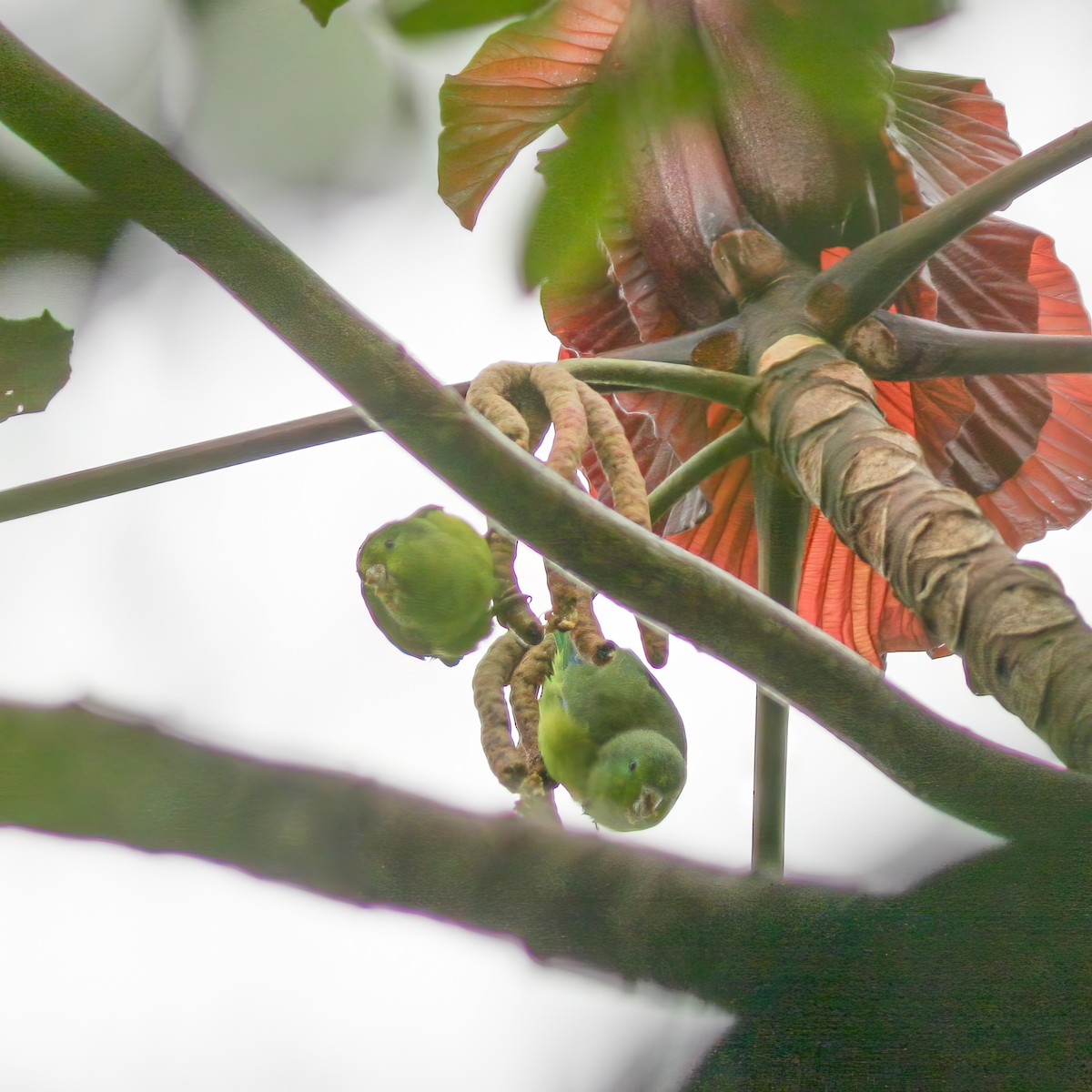 Cobalt-rumped Parrotlet - ML619387031